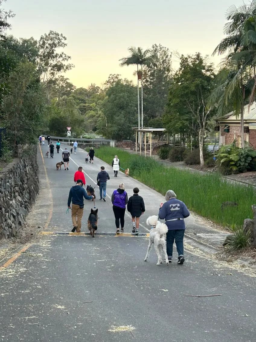 Dogs enjoying structured social group walk with professional trainer