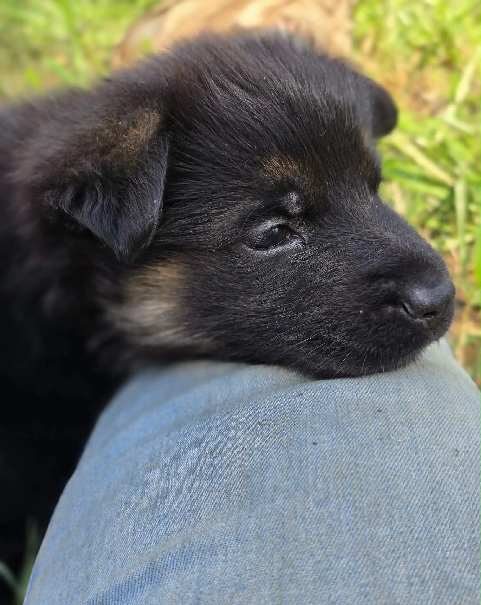 German Shepherd puppy resting on lap - representing four generations of family breeding heritage
