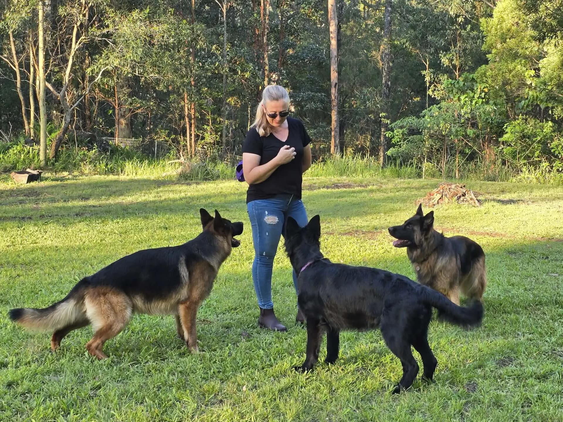 Dog trainer demonstrating expertise with three attentive German Shepherds in a natural setting