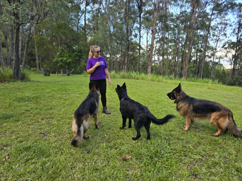 Professional dog trainer in purple shirt working with three German Shepherds in a grassy field